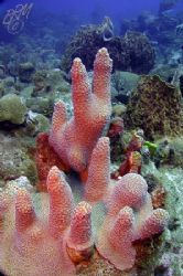 Magic Kingdom or Pillar Coral you decide. Taken in St.Eus... by Brian Mayes 
